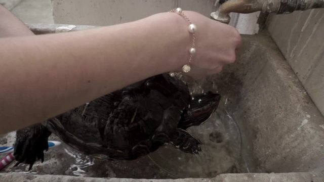 Side view of young woman's hands cleaning the carapace of a large tortoise  with a tooth brush.