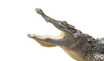 The crocodile is opening its mouth and waiting for its prey Seen inside the mouth and sharp teeth. The saltwater crocodile on a black background soared horribly. Clipping path.