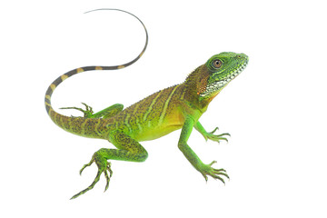 Chinese water dragon (Physignathus cocincinus) on a white background, isolate add clipping path. It...