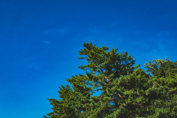 松と空