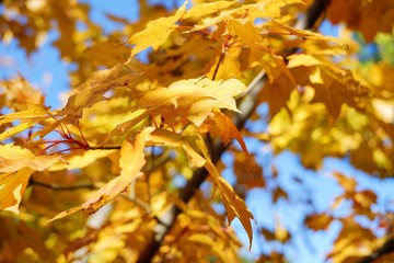Fototapeta na wymiar Golden yellow leaves in fall autumn season wallpaper background.