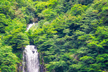 Naklejka na ściany i meble 【福島県 只見】田子倉湖に流れる、アイヨシの滝