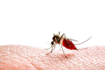 Dangerous Dengue Infected Mosquito Bite Isolated on White. Leish