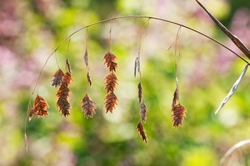 チャスマンテゥム