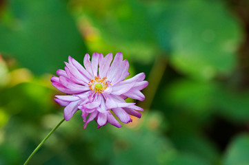 Obraz premium シュウメイギク