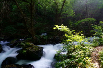 夏の緑一杯の森と川の流れ
