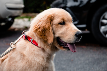Filhote de Golden Retriever sorri pra cam&ecirc;ra