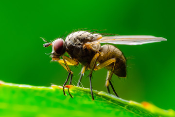 Exotic Drosophila Fly Diptera Parasite Insect on Green Leaf Macro