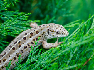 Female Lacerta Agilis Sand Lizard Reptile Animal Macro Close-up Portrait