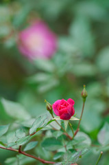 ラベンダードリーム