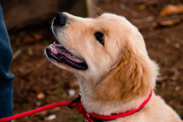 Filhote de Golden Retriever sorri pra cam&ecirc;ra