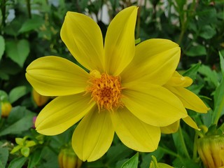 yellow flower in the garden in Kazan,  Russia.