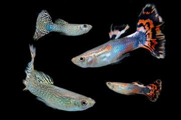 tropical fish isolated on black
