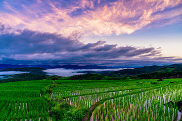 Beautiful landscape the rice terrace fields at Pa Bong Piang village Chiang mai, thailand.