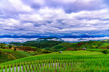 Fototapeta na wymiar Beautiful landscape the rice terrace fields at Pa Bong Piang village Chiang mai, thailand.