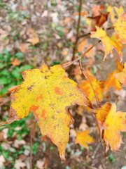 秋の紅葉　佐藤楓