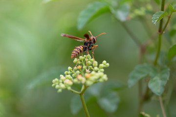 キアシアシナガバチ
