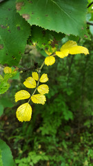 photo of yellow leaves of wild rose on a background of green leaves close-up for the background