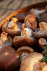 とれたて新鮮なきのこのアップ