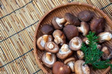 とれたて新鮮なきのこのアップ