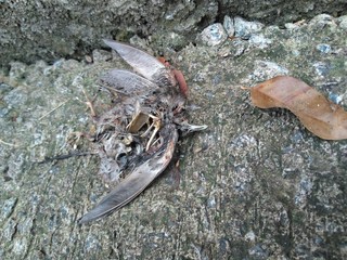 a dead bird on the ground