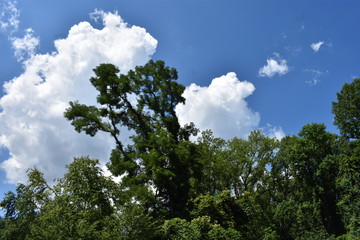 Puffy, white cumulus clouds on an otherwise clear blue sky, seen through a group of various types of trees -02