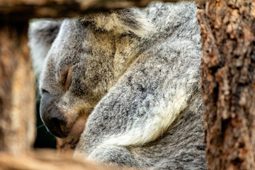 Sleeping koala