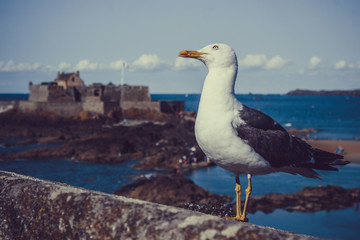 Bird on the sea. France