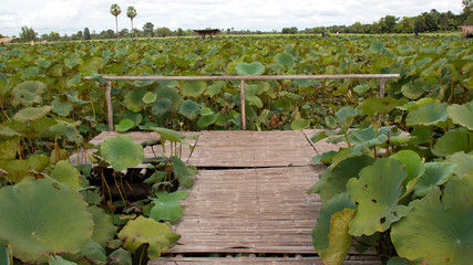 Lotus flower field, Baan Rat Samran