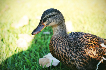 A close up of a duck outside 