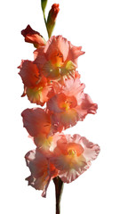orange gladiolus illuminated by the sun isolated on white background