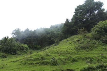 Fototapeta na wymiar Grassy land with huge pine trees jungle with foggy and cloudy sky