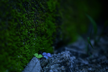 Green and Blue Clover at Winter Moonlight