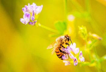W naturze nie ma nic za darmo, nawet pszczoły muszą zapylać kwiaty. - obrazy, fototapety, plakaty