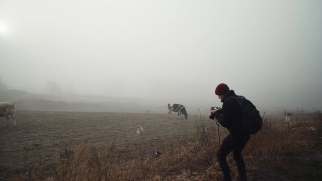 Scenic view of male photographer kneeling and taking photo of dairy cows grazing in countryside farm on foggy day, low vantage approach