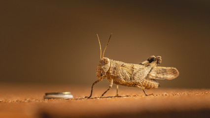 Konik polny to potoczna nazwa skaczącego konika polnego z rodzaju Chorthippus. © Piotr