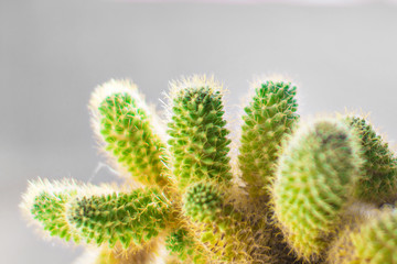 cactus isolated on a gray background. thorns close-up. copy space