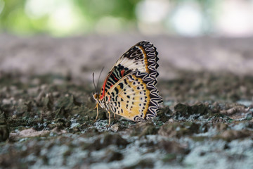Closeup butterfly on flower