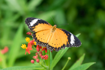 Closeup butterfly on flower