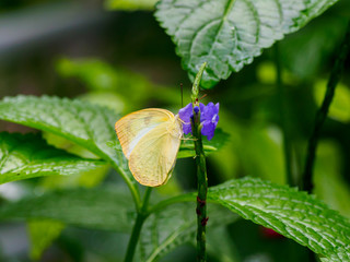 Closeup butterfly on flower