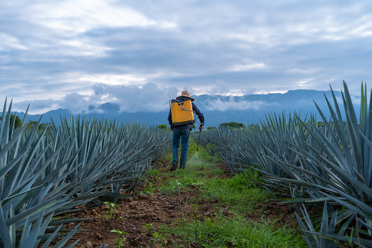 El hombre est&aacute; fumigando la plantaci&oacute;n de agave en los campos de Tequila Jalisco.
