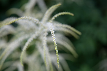 Beautiful summer garden plants