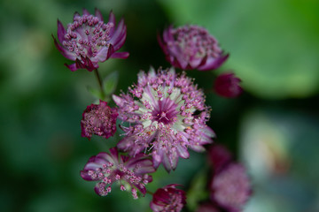 Beautiful summer garden plants