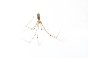 An house spider