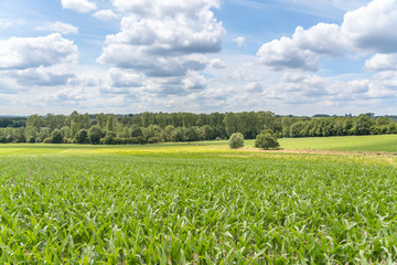 corn field with clouds