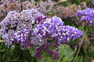 purple flowers