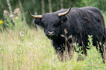 galloway on the field