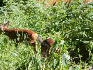 squirrel on the tree