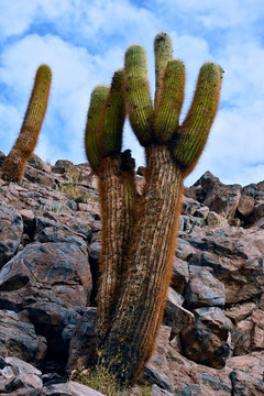 Cactus Cardon - Guatin