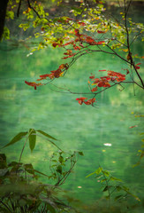 紅葉と緑の池